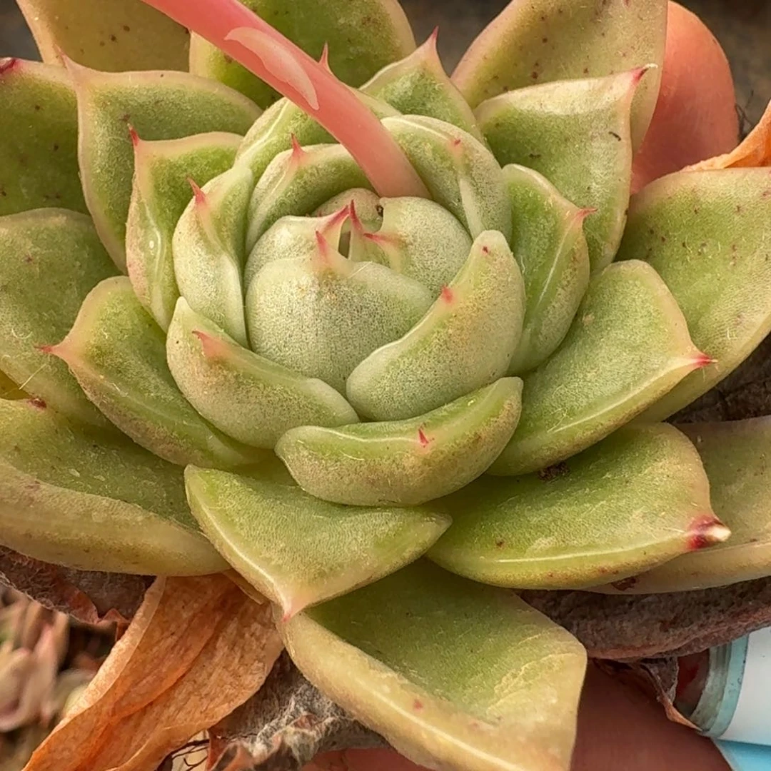 多肉杂交一物一拍17-133