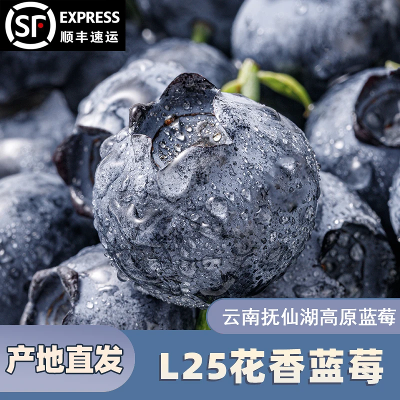 L25花香蓝莓鲜果云南抚仙湖高山蓝梅特大果脆甜当季新鲜水果顺丰