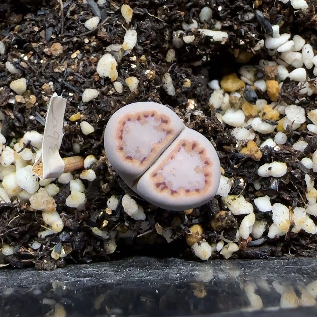 11.20。   216饼干。  2043