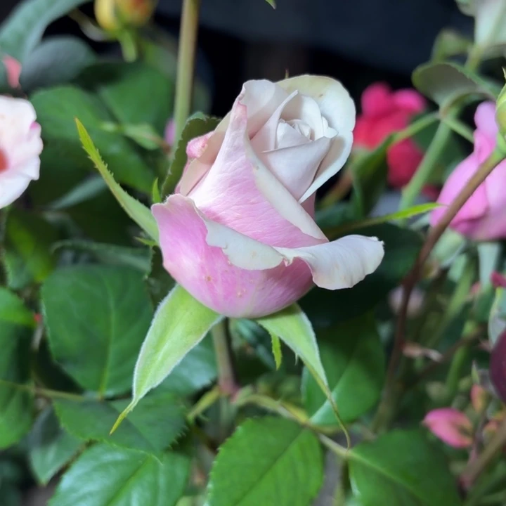 无花朵骑士中苗一加