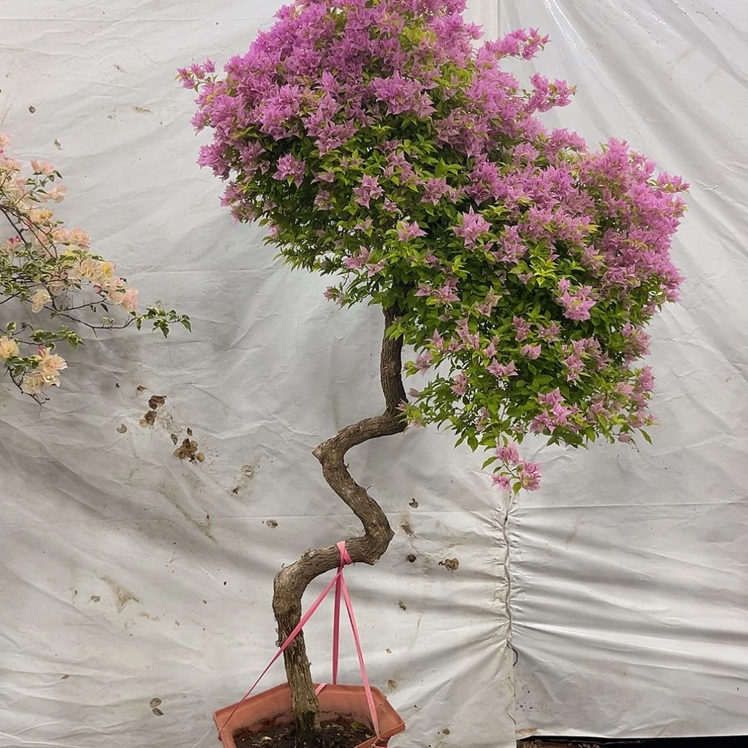 花***神粉红豹三角梅精品桩
