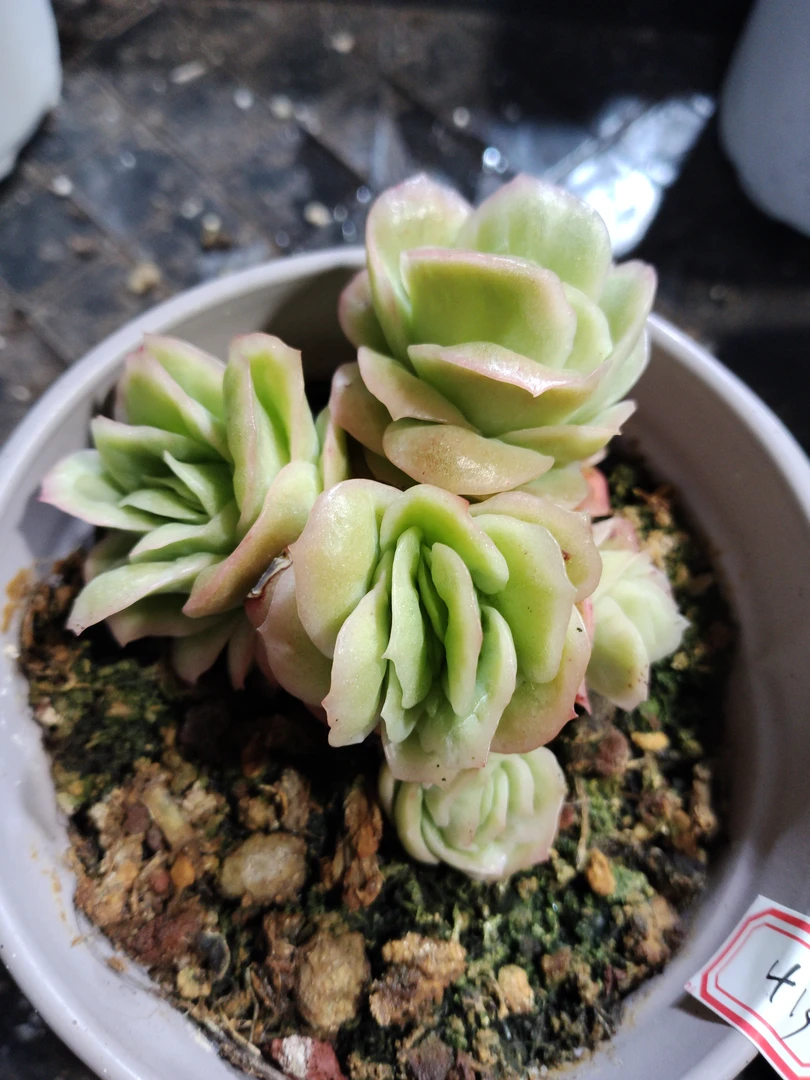 非偏远18包邮  一物一拍  11厘米盆 A413冰玫瑰锦群