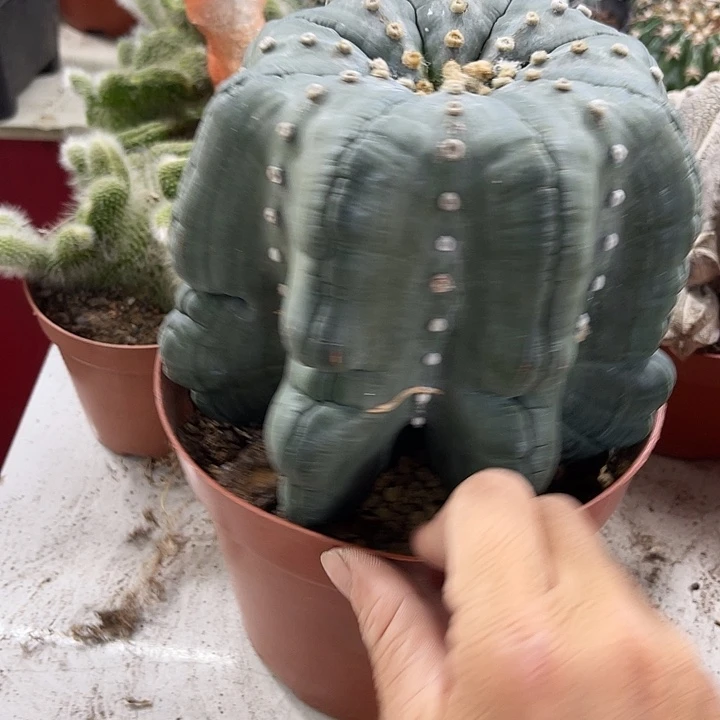 仙人球开花仙人球上