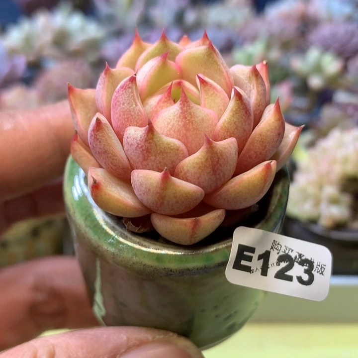 E123一物一拍带盆发