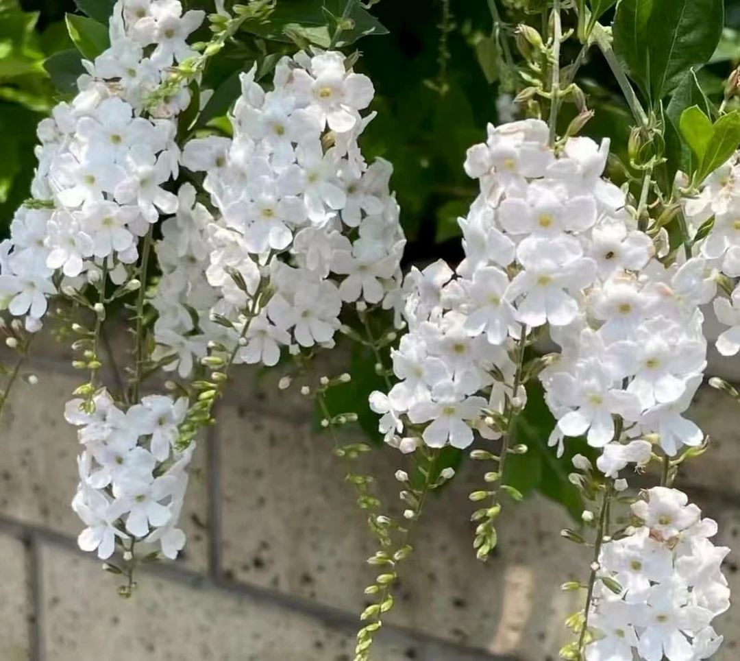 （假连翘）巧克力香味浓郁多年生耐热庭院植物，云南昆明基地直发