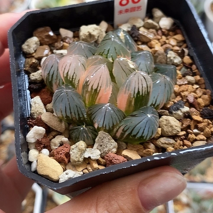 80龙爪玉露锦一物一拍