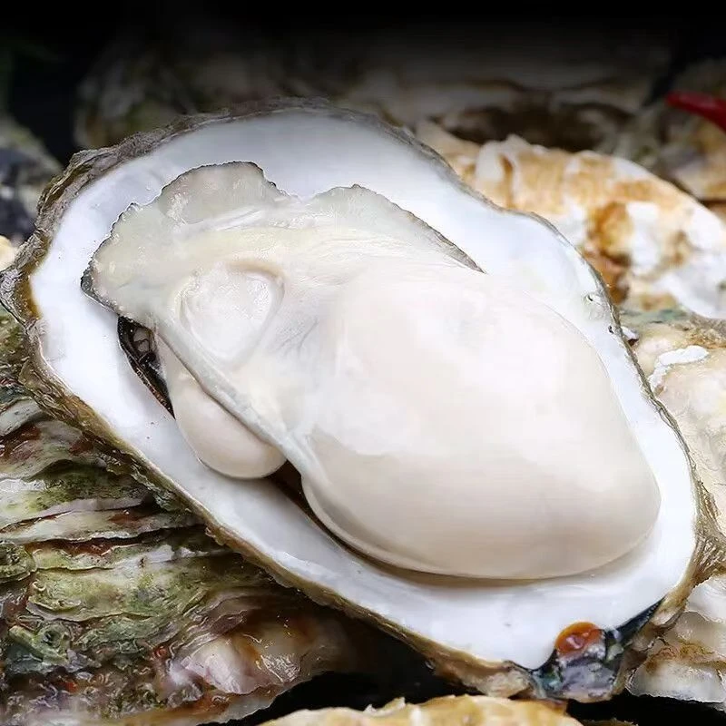 精品生蚝水产品单只四两肉肥鲜美海鲜