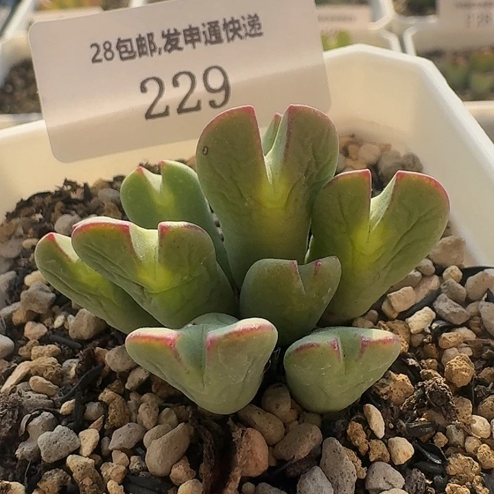 229 少将。  肉锥。