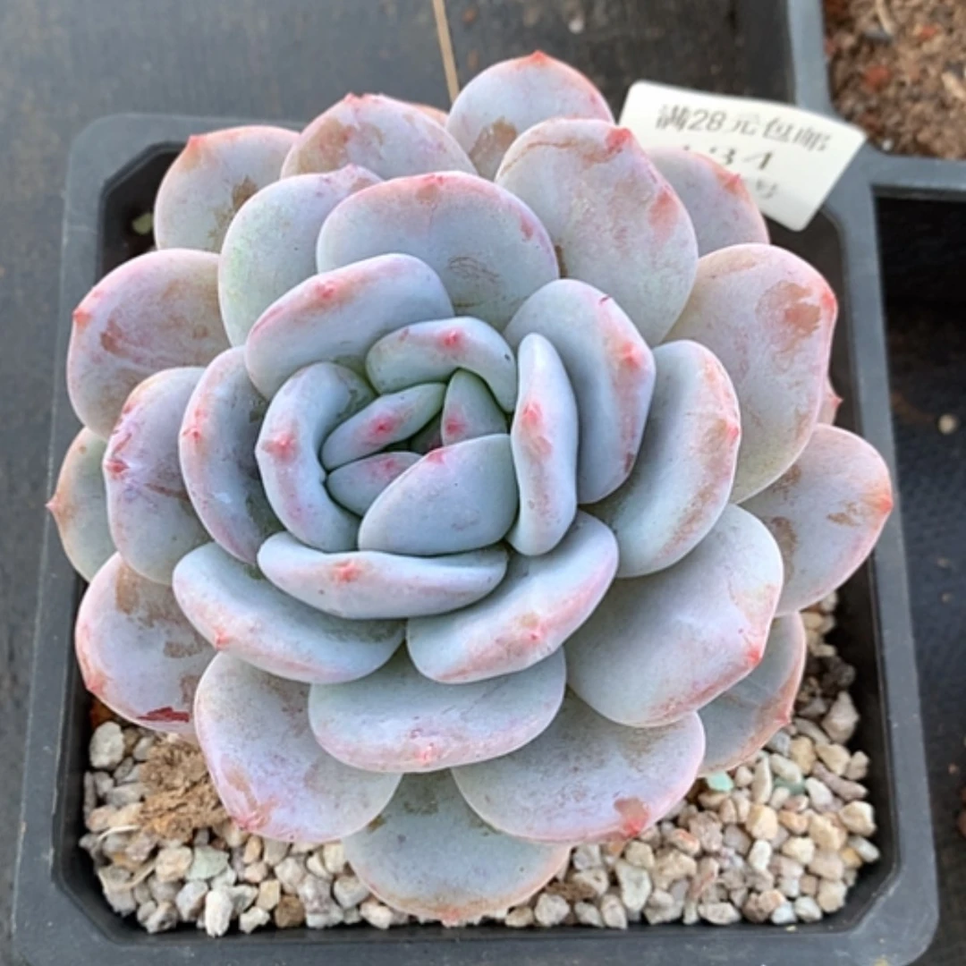 【闪购商品】云134号