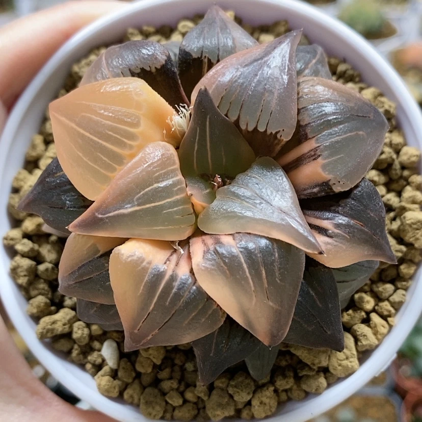 【闪购商品】红纹寿锦