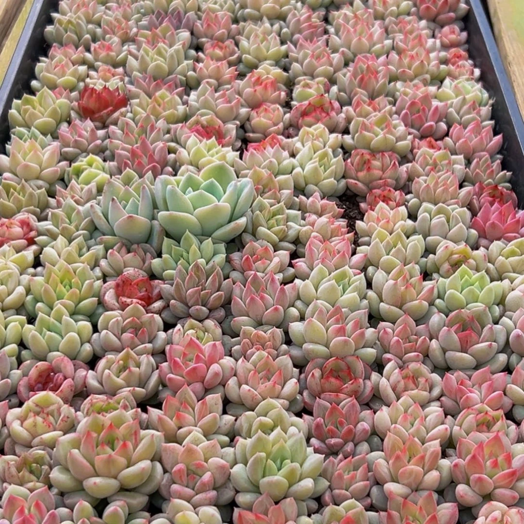 915多肉葡萄的味道是真的很好吃