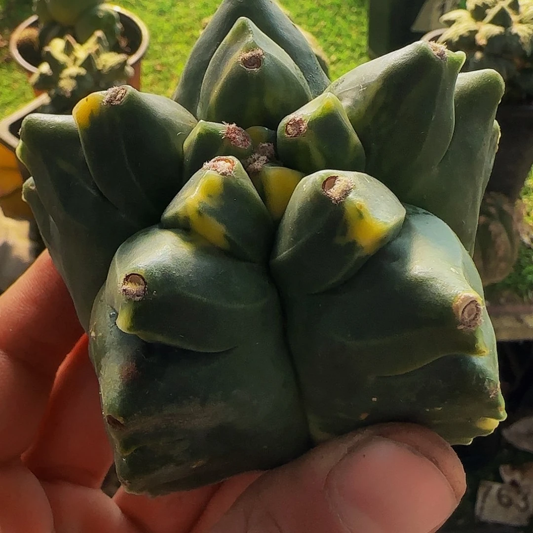 龟甲鸾锦886刚出根