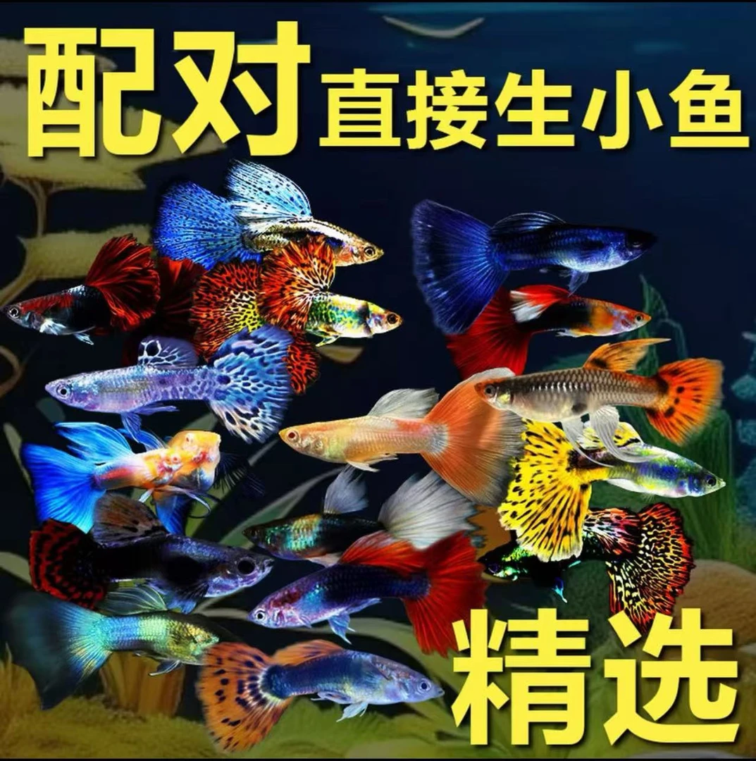 热带观赏纯种孔雀鱼金鱼观赏鱼杂袍热带小型淡水孕母好养耐活凤尾