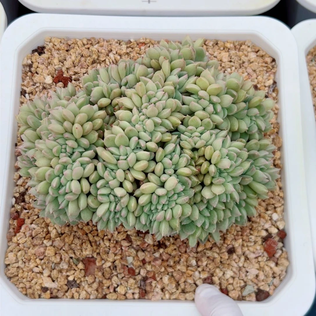 梅*璀璨多肉植物多肉植物