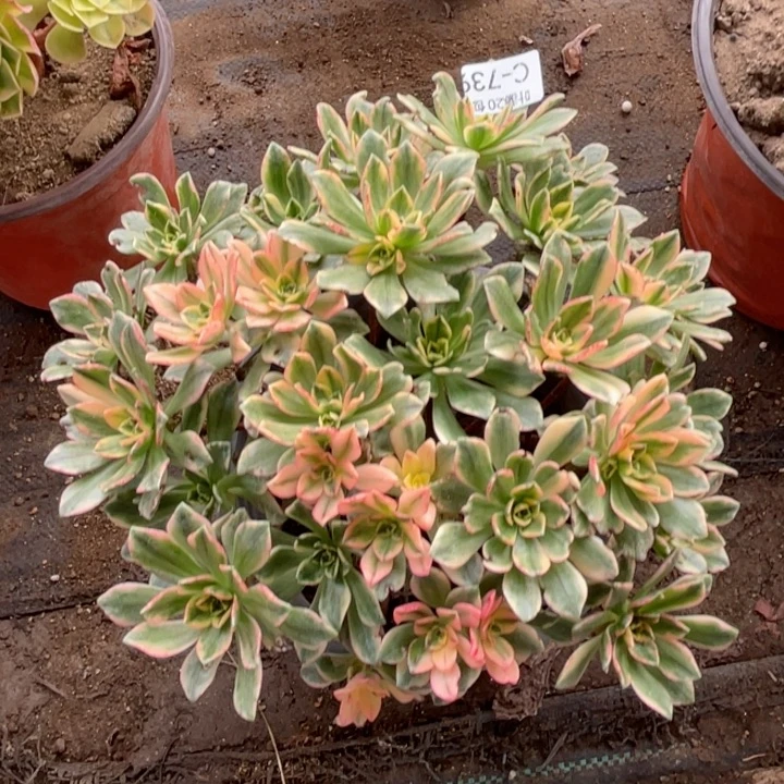 739甜茶多肉123456789