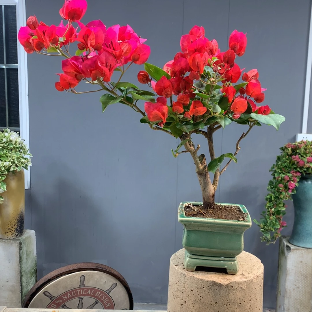 大量花朵（建议范围：8朵-15朵 或40%以上）