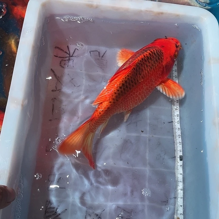 蝴蝶鲤鱼渔场直发35