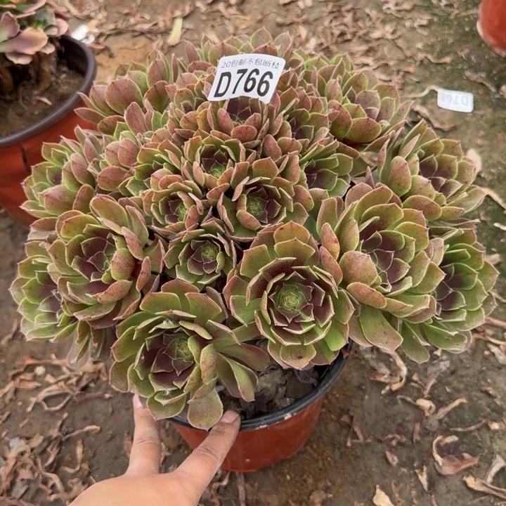 黑魔……多肉植物……