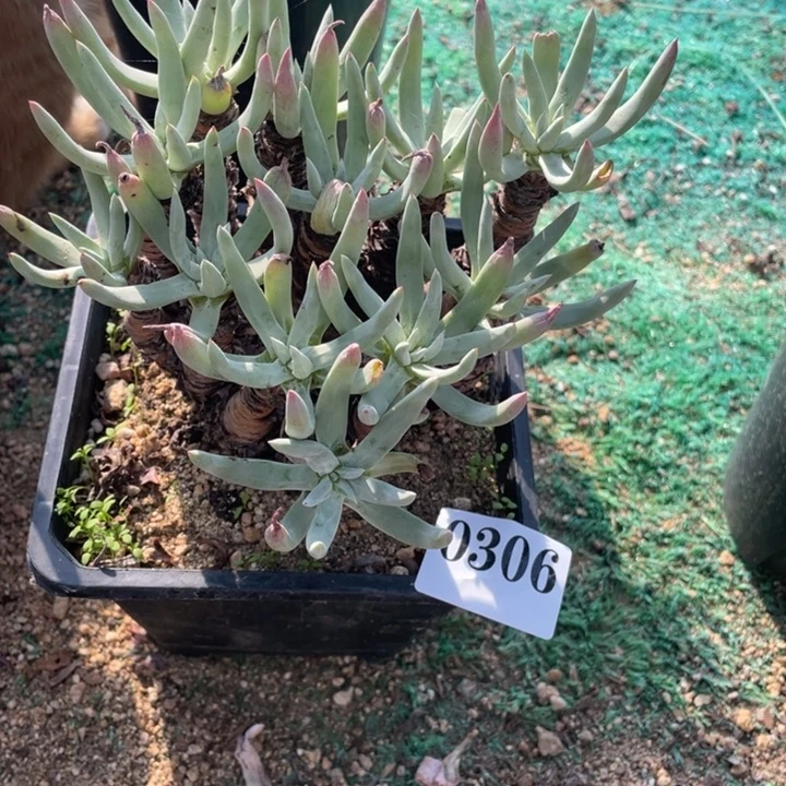 306号千寿姬多肉植物