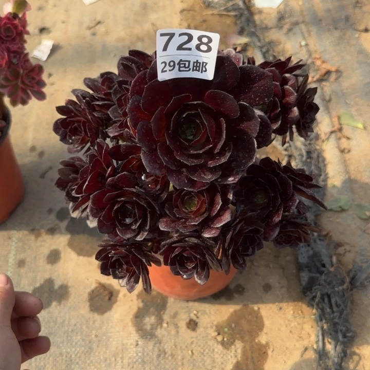 黑美人……坎过……多肉植物……