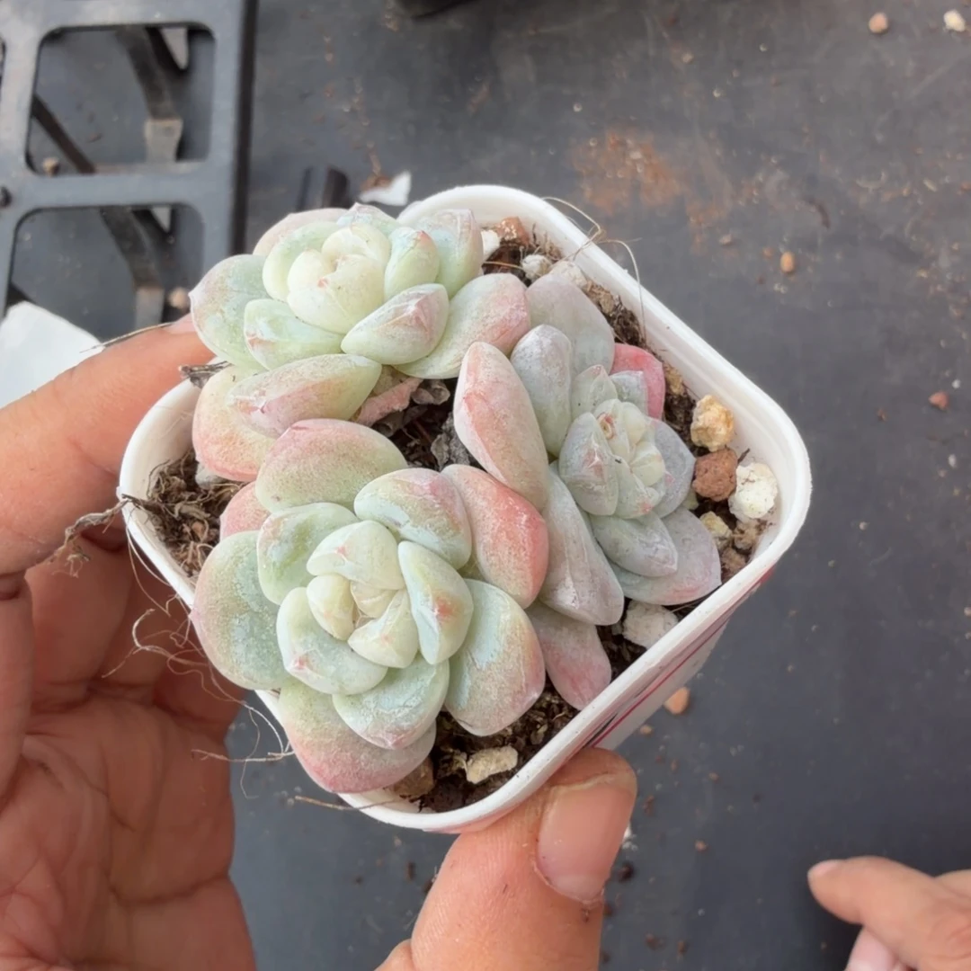 252 号到手一颗江北多肉