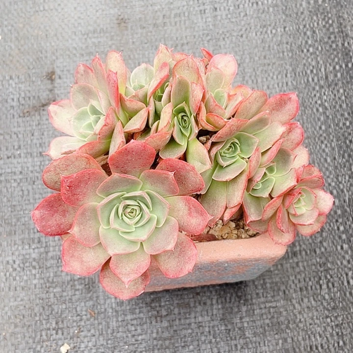 血色浪漫朵朵缀16cm