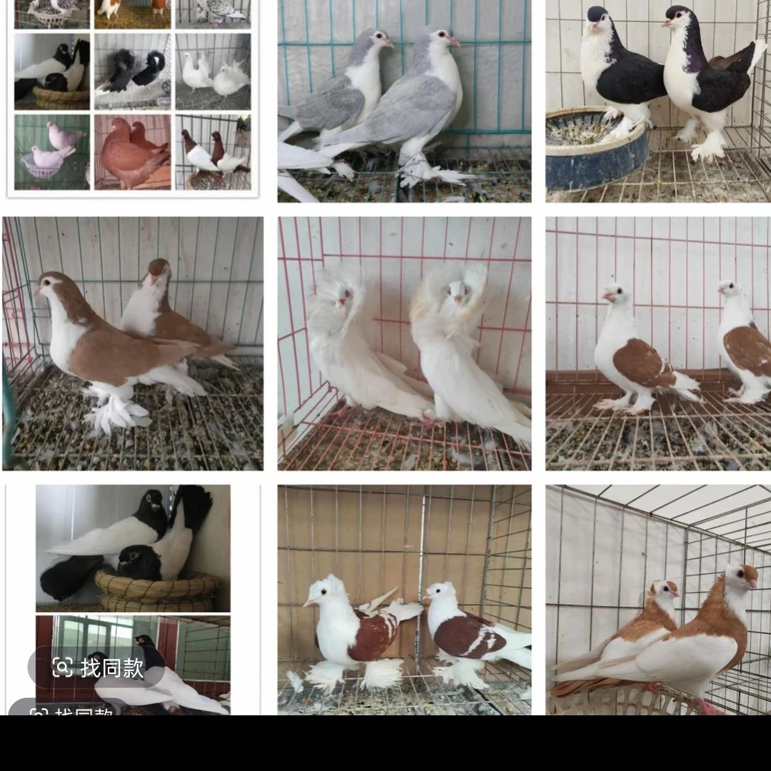 生鲜鸽子直播间精选优质观赏信鸽