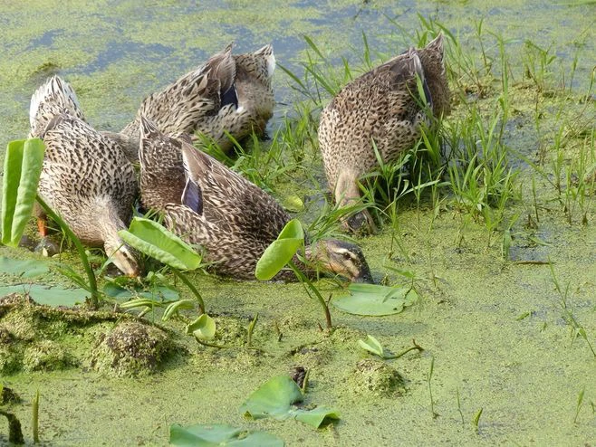 麻鸭散养健康营养美味