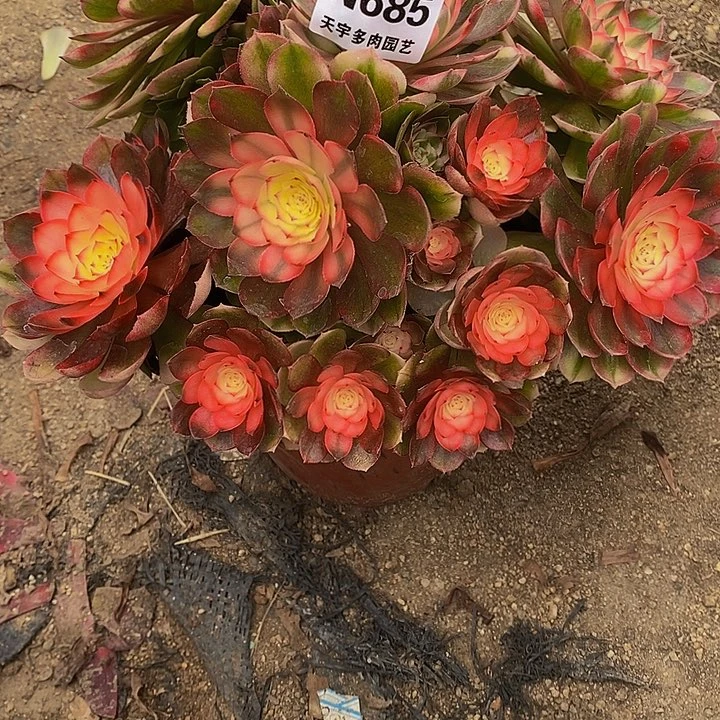 多肉植物荔枝685多肉