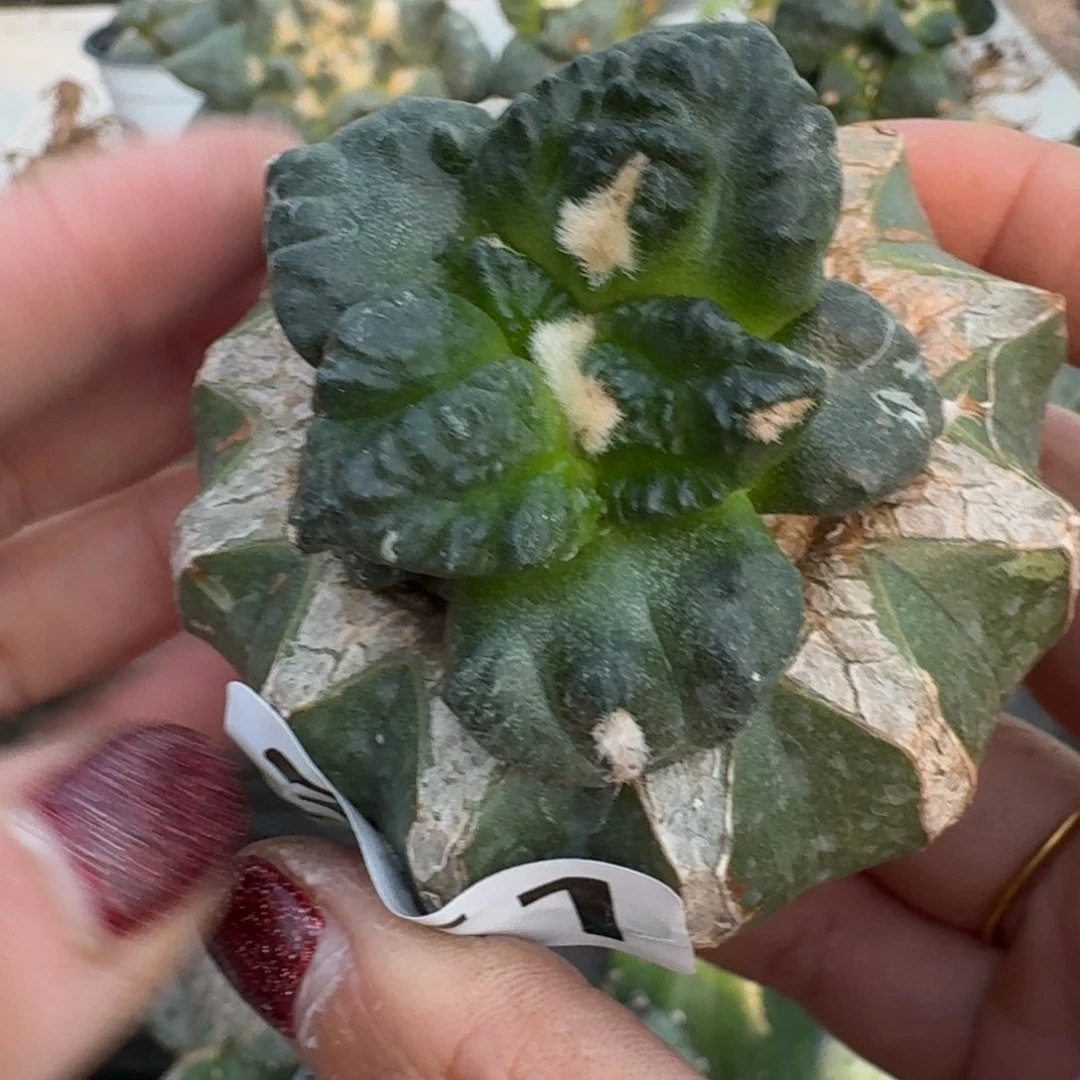 【闪购商品】无花朵开****人龟甲351