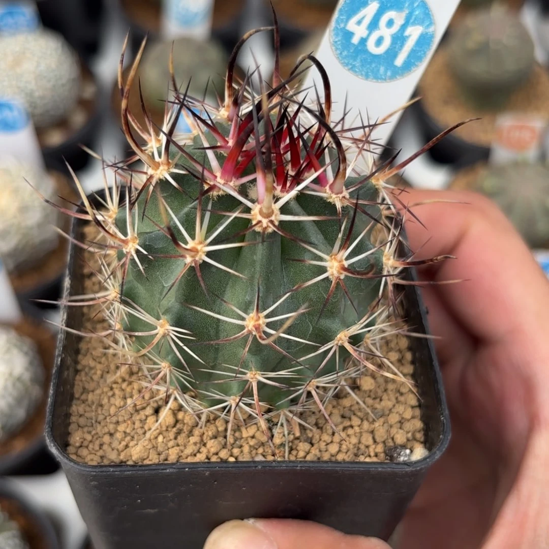 481实生林氏幻虾带盆带土发货