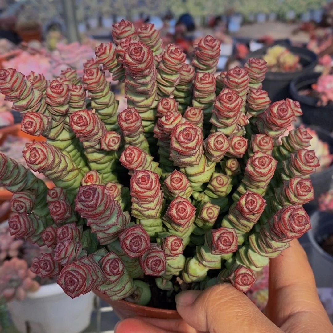 钱串带盆土多肉植物