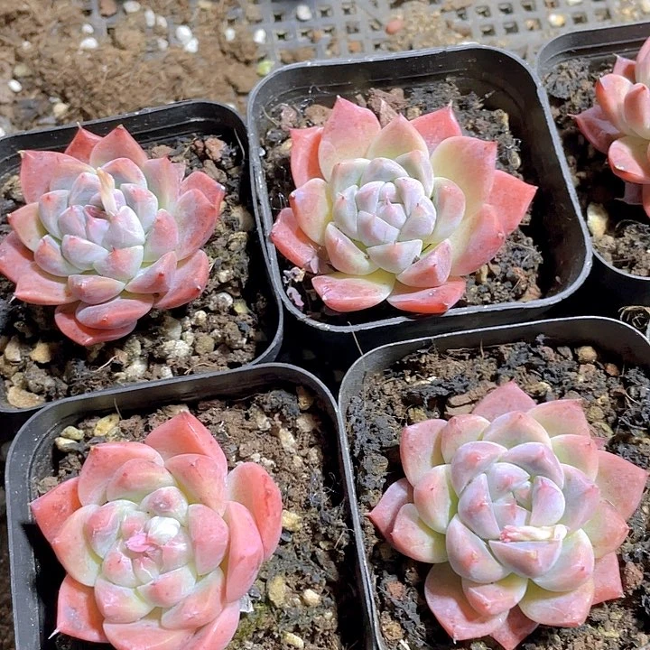 如梦令2.8带哦土