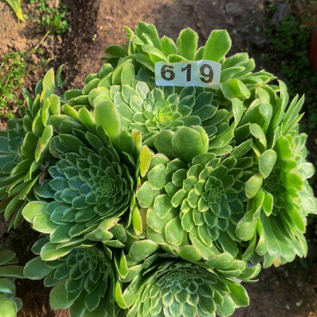 【闪购商品】619翡翠冰多肉