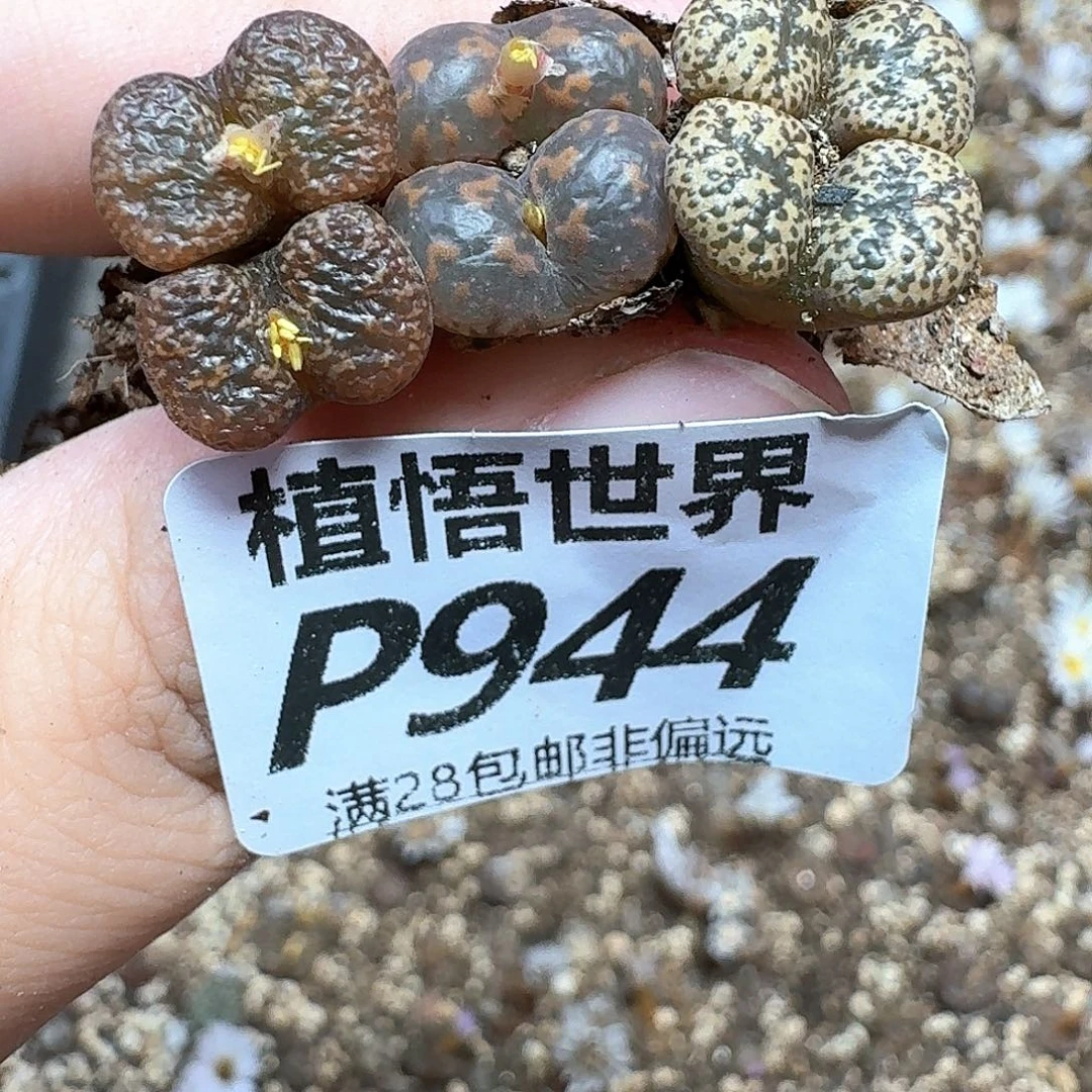多肉植物的润泽付出
