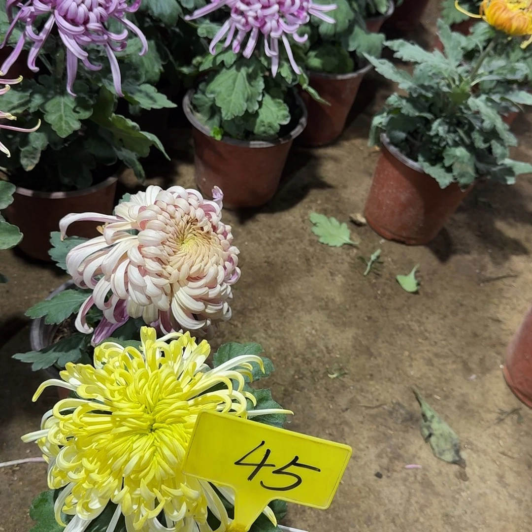 当前无花栽培后可以开花45