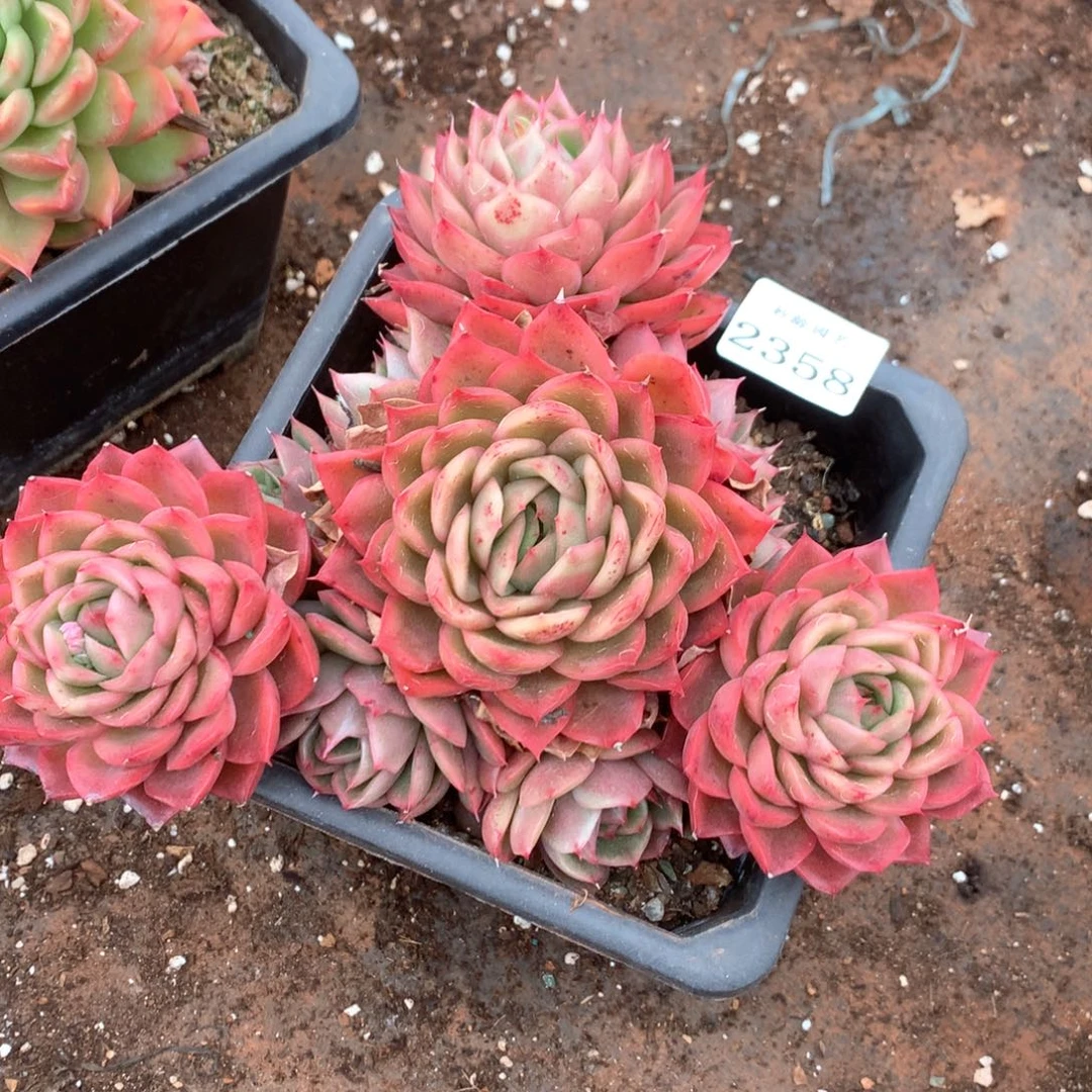 ℒ***?2358杂交多肉植物基地