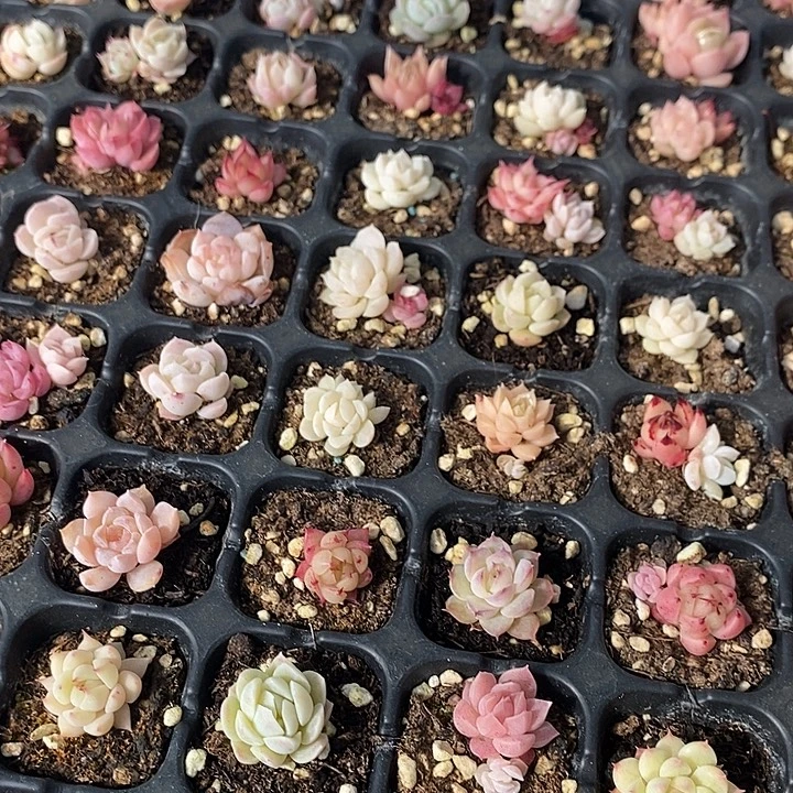 30 多肉植物盆栽花卉