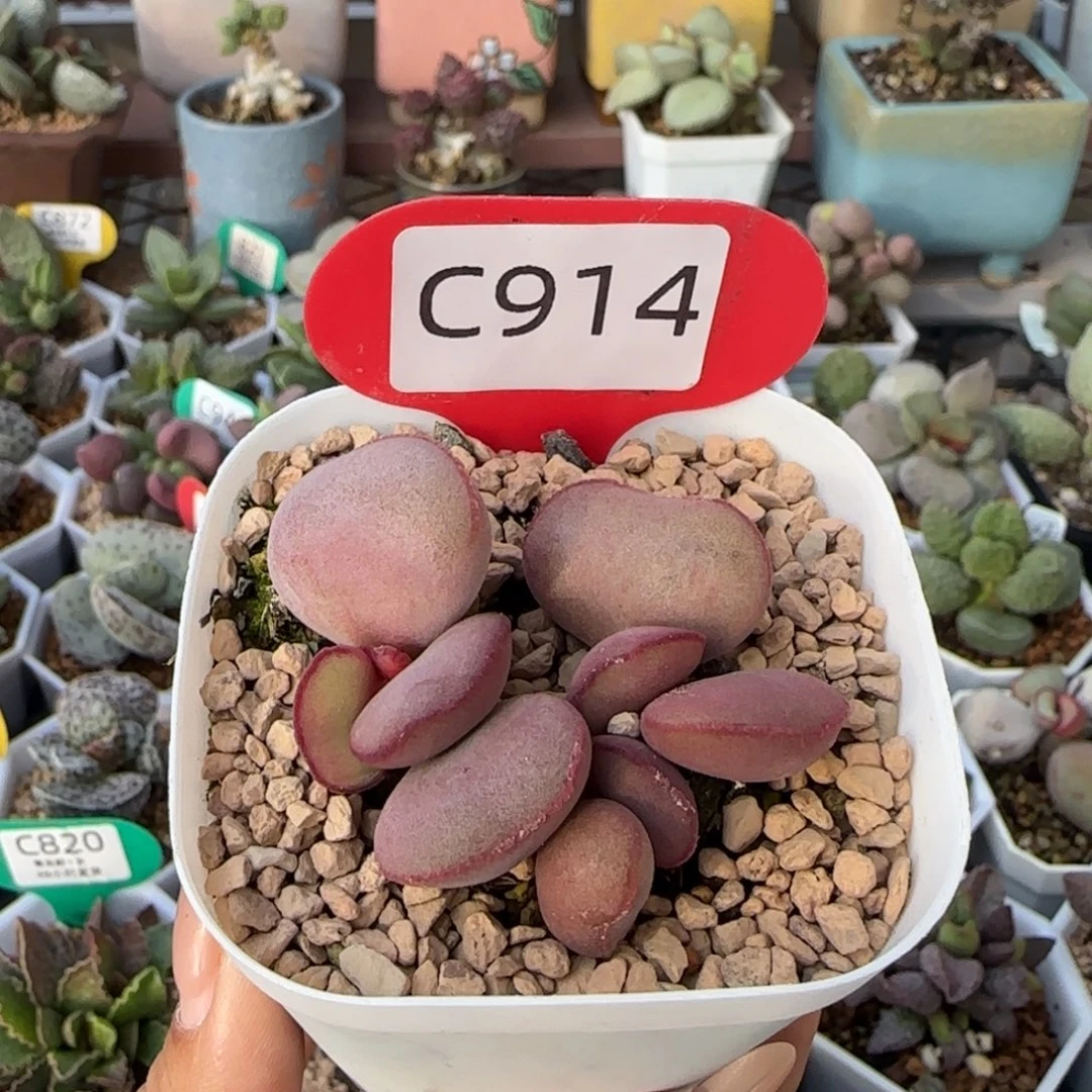 红蛋多肉水泡914。