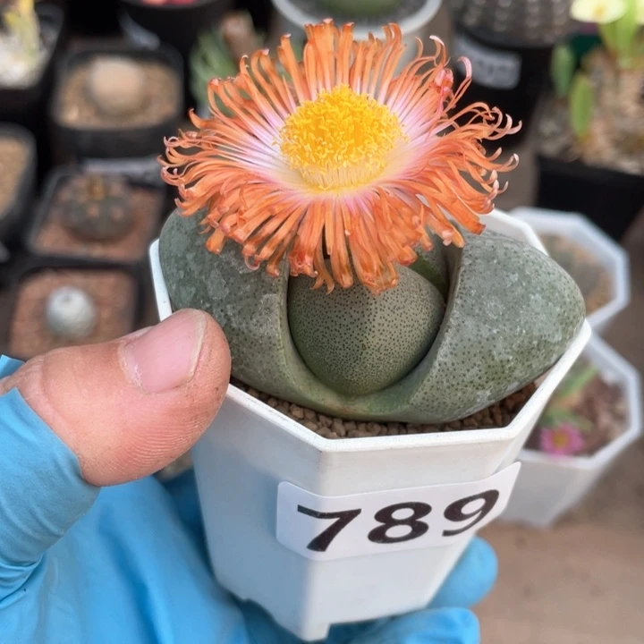 无**语789绿元宝植物一颗