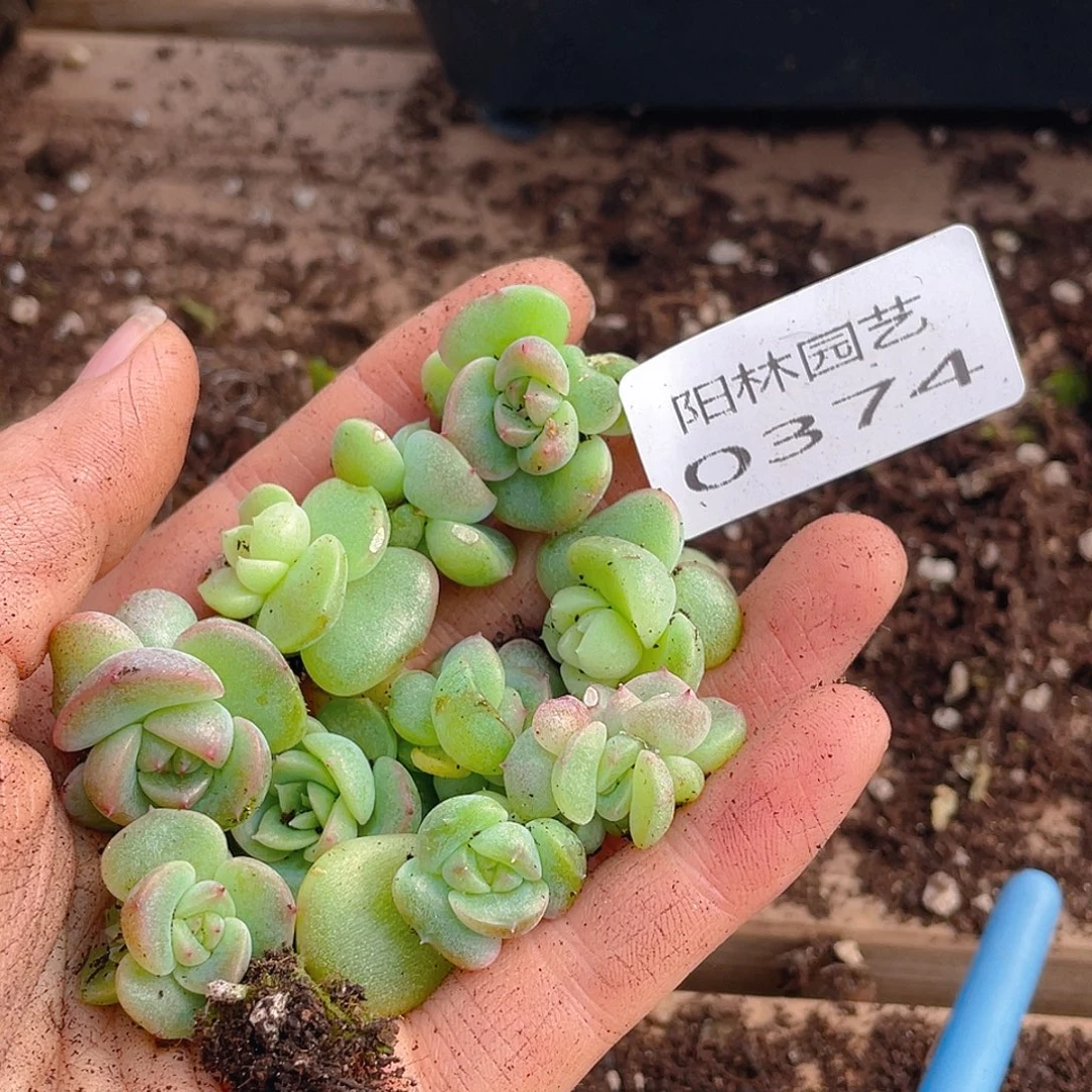 多肉植物多肉植物374