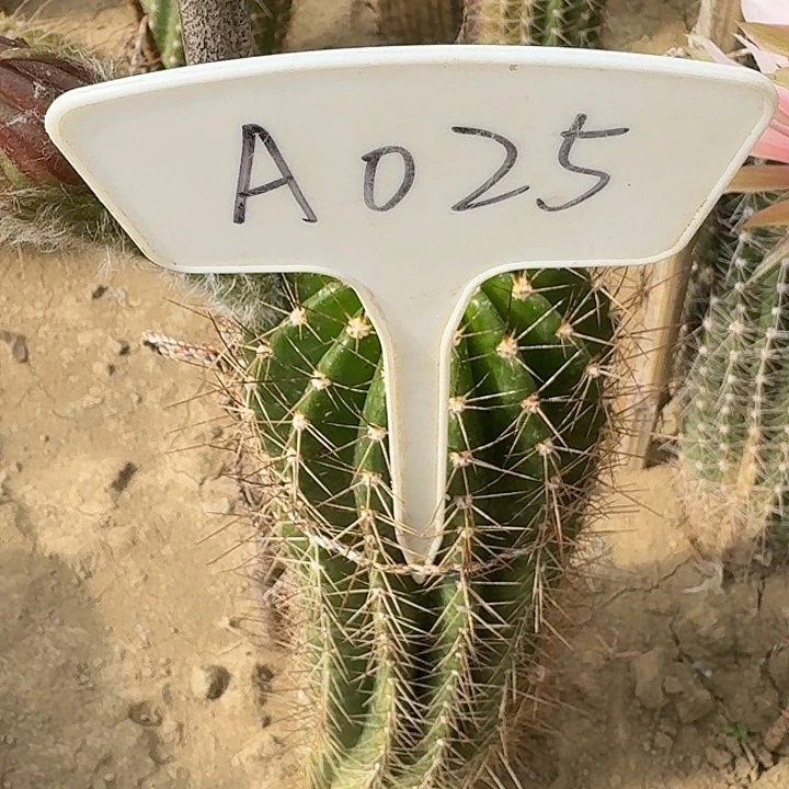 l*林A025,混色毛花柱