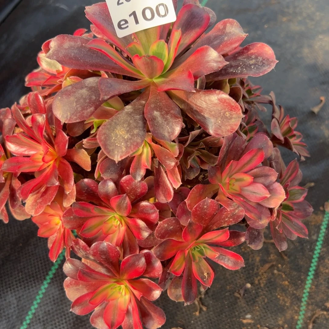 100凤冠，多肉法师