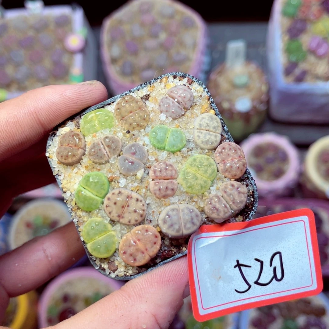 520生石花带盆发1