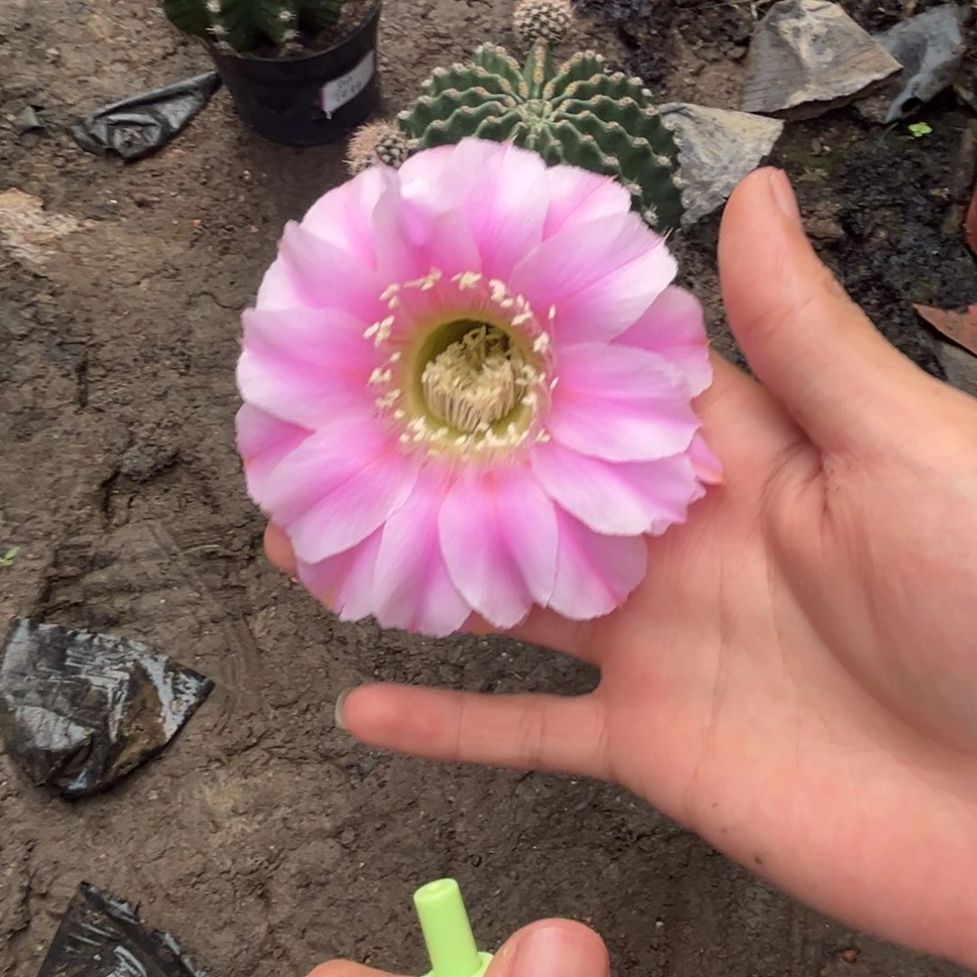 听***音实生黑金刚仙人球6