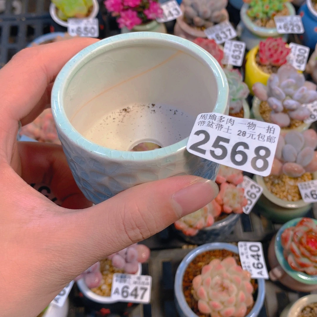 5厘米盆精控多肉2568