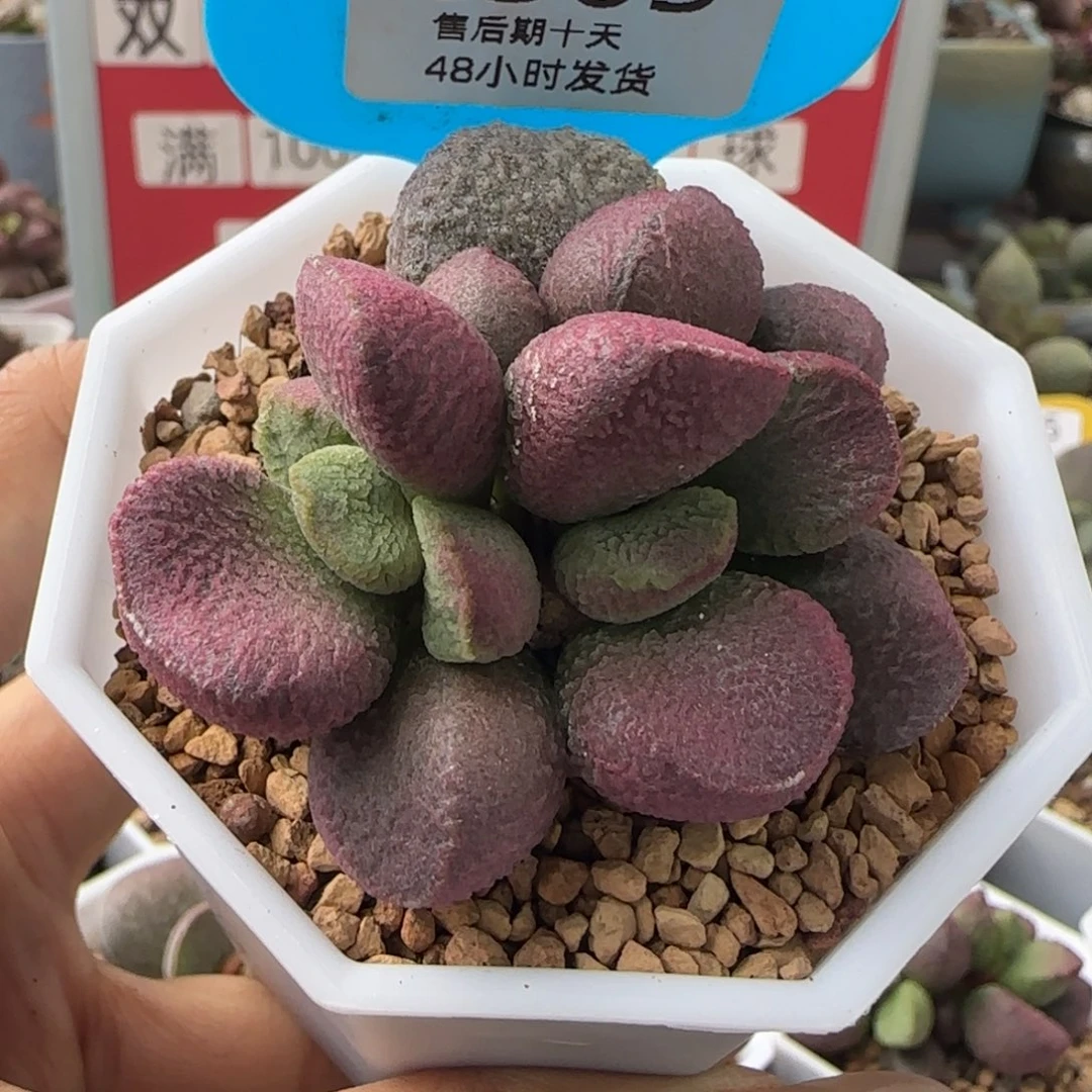 亚当。    303。