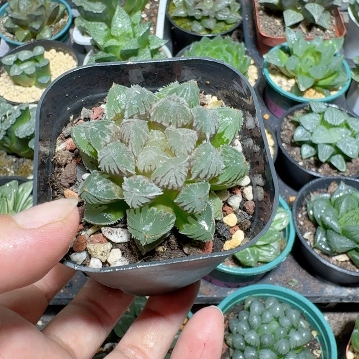 十二卷玉露红岩寿