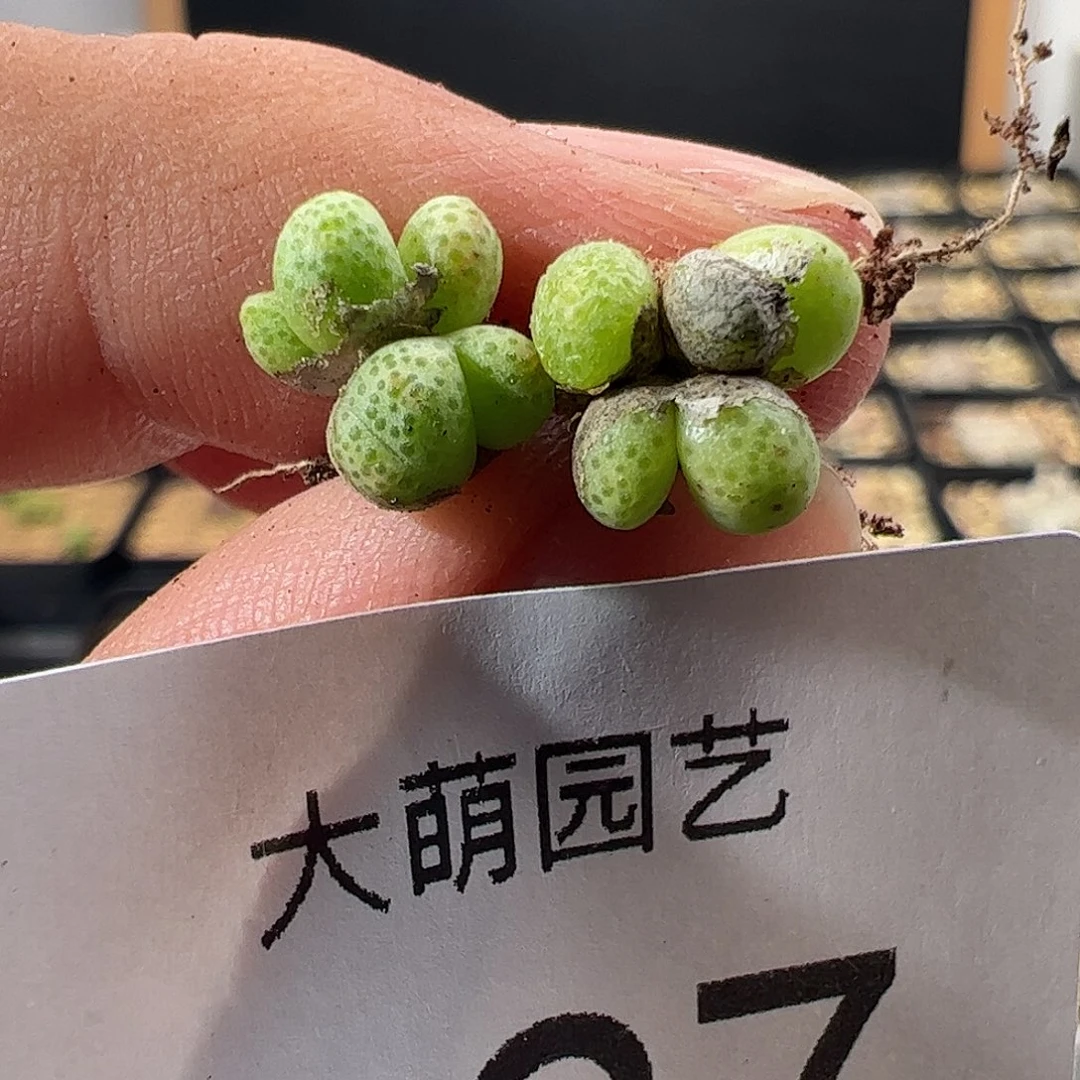 一物一拍。        127