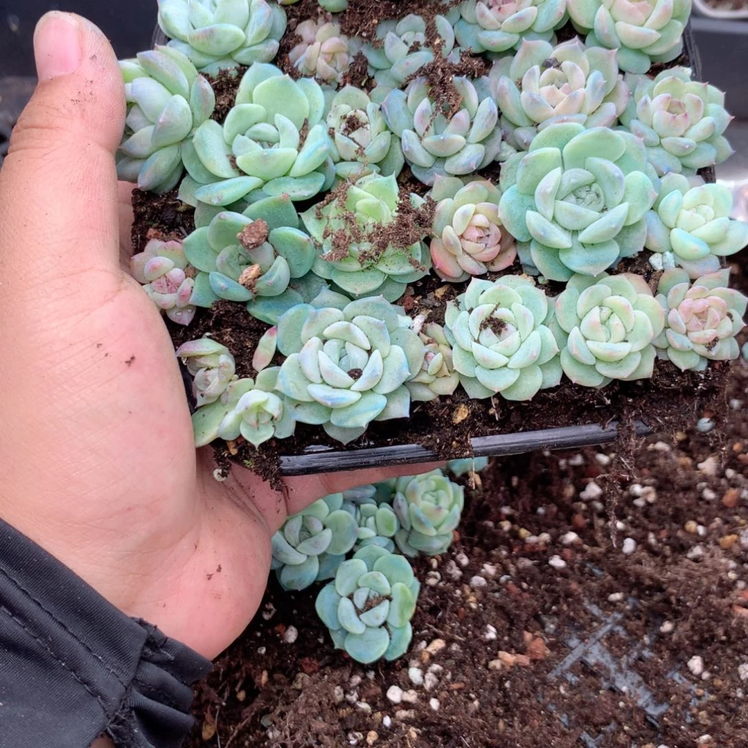 A***！无花朵Z146英语英语